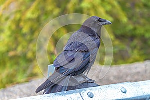Closeup of a common raven (Corvus corax principalis) perched on a metallic surface