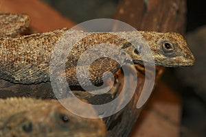 Closeup on a common, red-headed rock or rainbow agama, Agama agama