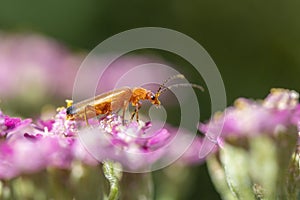 Common Red Soldier Beetle Rhagonycha fulva on pink Achillea