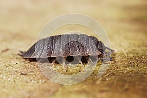 Closeup on the Common rough woodlouse, Porcellio scaber sitting on cardboard