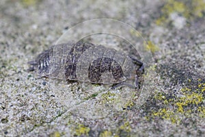 Closeup on the common rough woodlouse, Porcellio scaber on a stone