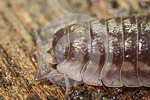 Closeup on a Common shiny woodlouse, Oniscus asellus on a piece of wood