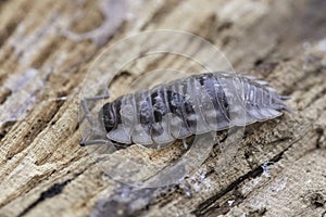 Closeup on a common shiny woodlouse, Oniscus asellus sitting on wood