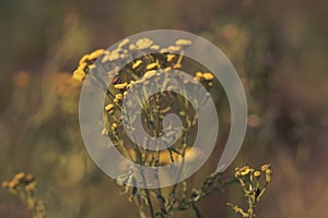 Closeup of common sneezer (Yarrow ptarmica) flowers growing in green grass
