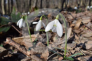 Closeup of common snowdrops,  Galanthus nivalis, in the forest. The first sign of spring