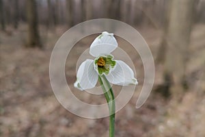 Closeup of common snowdrops, Galanthus nivalis in forest. The first sign of spring. Macro of petals, anthers and pistil of flower