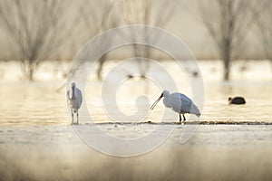 Closeup of a common spoonbill, Platalea leucorodia, foraging