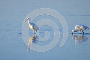 Closeup of a common spoonbill, Platalea leucorodia, foraging