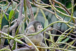 Closeup of a common squirrel monkey in bushes