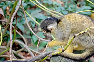 Closeup of a common squirrel monkey in bushes