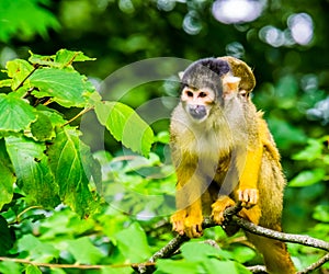 Closeup of a common squirrel monkey with a infant on its back, small primate specie from the amazon basin of america