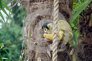 Closeup of a common squirrel monkey in nature