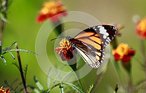 Closeup of a common tiger butterfly, Danaus genutia sitting on an orange flower
