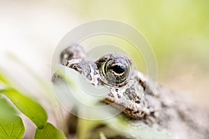 Closeup Of Common Toad In Nature