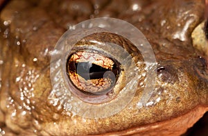 Closeup of a common toad`s colorful eye