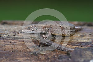 Closeup on a common viviparous lizard, Zootoca vivipara, sitting on fallen tree log