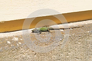 Closeup of a common wall lizard, Podarcis muralis.