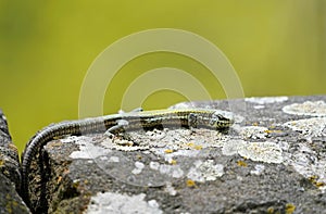 Closeup of a common wall lizard, Podarcis muralis.