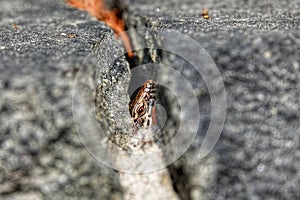 Closeup of a common wall lizard on a rock in a field under the sunlight