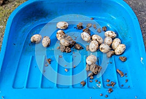 Closeup of Common Watersnake Eggs collected on a plastic dust collector from the garden soil photo