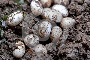 Closeup of Common Watersnake Eggs in the garden soil