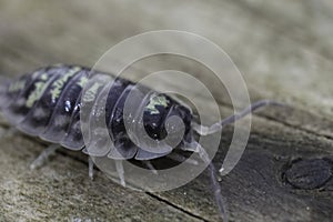 Closeup on an Common woodlouse, Oniscus asellus on a piece of wood