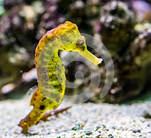 Closeup of a common yellow estuary seahorse with black spots, tropical aquarium pet from the indo-pacific ocean