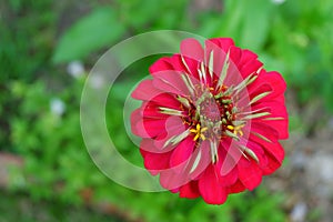 Closeup common zinnia flower