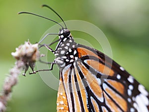 Closeup of comon tiger buterfly