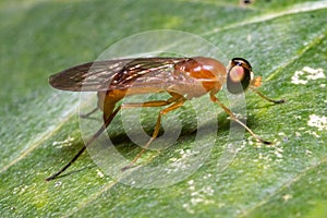 Closeup of a Compost Fly (Ptecticus trivittatus