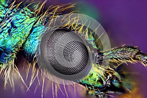 Eye of insect photo