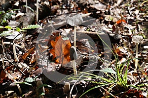 Closeup of concave translucent mushrooms in a forest under the sunlight