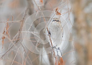 Closeup of concealed Northern Shrike perched on a vertical twig in a tree