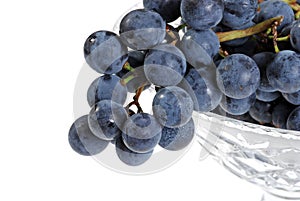 Closeup concord grapes