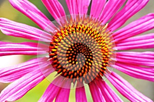 Closeup of a coneflower