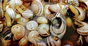 Closeup Cooked Snails