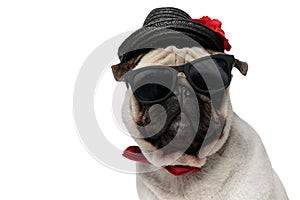 Closeup of cool Pug puppy wearing hat, sunglasses and bowtie