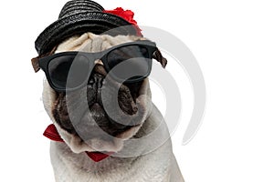 Closeup of cool Pug puppy wearing hat, sunglasses and bowtie