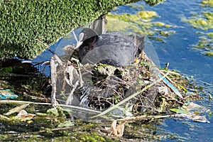 A closeup of a Coot building a nest with twigs