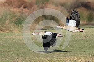 Egyptian Goose in-flight at Bushy Park, Teddington photo