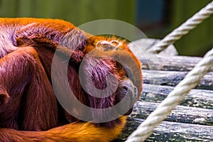 Closeup of a coppery titi sleeping, tropical red monkey, exotic primate specie from south America