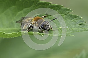 Closeup on a Coppice Mining Bee, Andrena helvola sitting on a green leaf photo