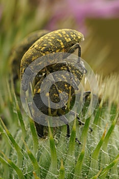 Closeup on copulation of two yellow colored thistle weevil beetle, Larinus turbinatus on their host plant