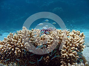 Closeup coral