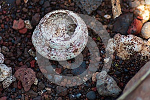 Closeup of coral fossil on stony beach photo