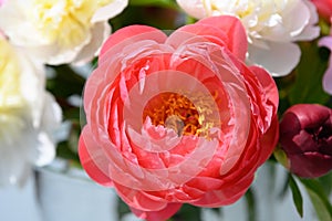 Closeup of a coral peony flower in bunch of peonies.