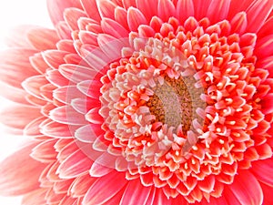 Closeup of a coral-pink colored Gerbera Pomponi Bonita photo