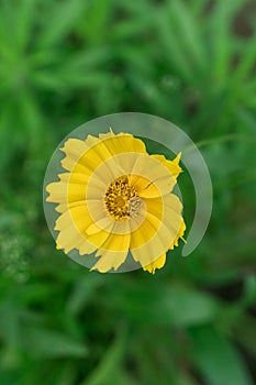 Closeup of Coreopsis auriculate plant in the garden