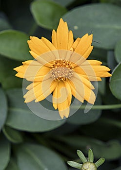 Closeup Coreopsis Nana golden flower