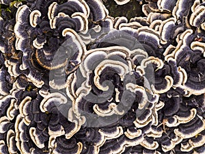 Closeup of coriolus versicolor fungus photo